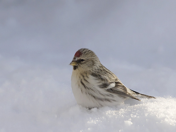 Tundraurpiainen, Arctic Redpoll, Carduelis hornemanni